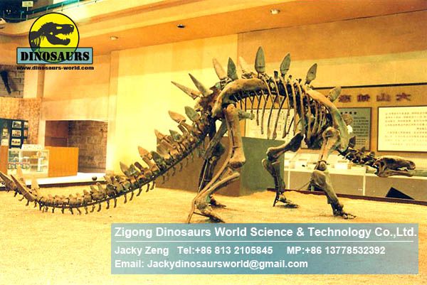 Exhibition hall dinosaurs skeleton replica art toys ( Stegosaur )DWS006