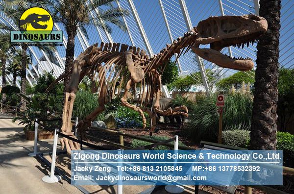 Artificial dinosaurs skeleton replica art toys ( Lufengosaurus ) DWS008