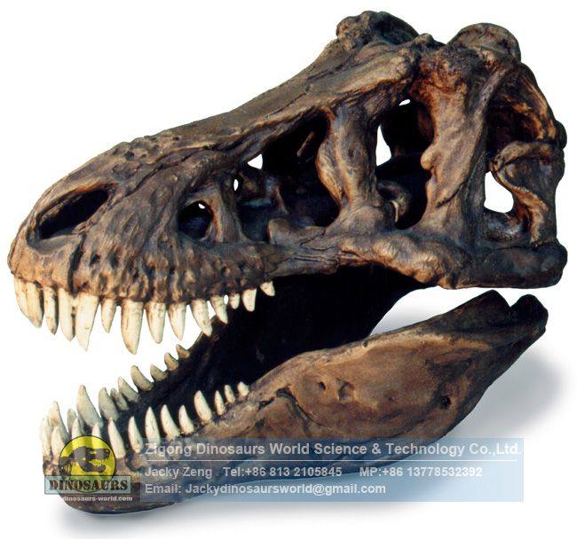 Artificial fossils replica Tyrannosaurus rex skull DWF014