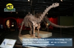 Artificial Dinosaur skeleton replica ( Shunosaurus ) DWS002