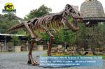 Life size statue dinosaurs skeleton Tyrannosaurus Rex DWS017