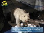 Wild life Museum equipment animatronic exhibition animals polar bear DWA033