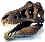 Artificial fossils replica Tyrannosaurus rex skull DWF014